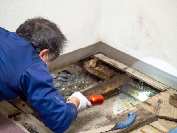 Best HVAC Mold Remediation in Hockinson, WA