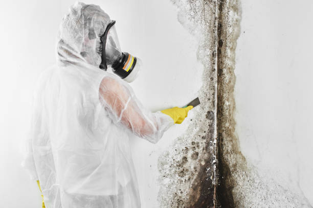 Best Emergency Mold Remediation in Hockinson, WA