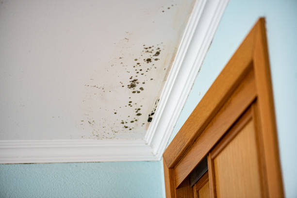 Best Black Mold Remediation in Hockinson, WA