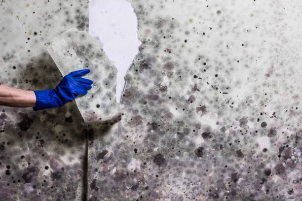 Best Localized Mold Remediation (e.g., coastal areas, humid climates) in Hockinson, WA